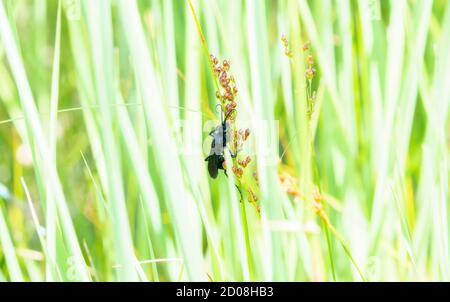 A Blue Mud Dauber (Calibion califernicum) WASP su un gambo verde di vegetazione ad una palude In Colorado Foto Stock