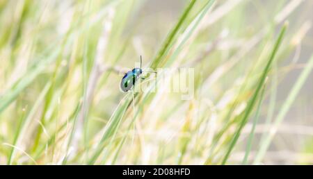 Un'iridescente foglia verde di Dogbane Beetle (Chrysochus auratus) Arroccato su un gambo di erba verde in Colorado Foto Stock