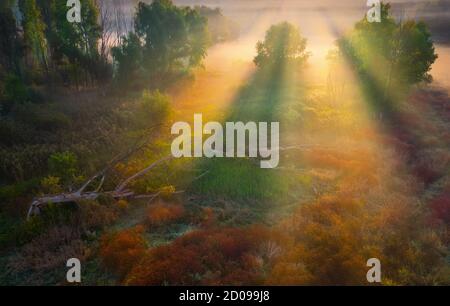 Incantato mattina prato verde estate in nebbia e luce del sole Foto Stock