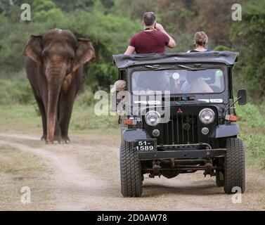 Minneriya, Sri Lanka - 2019-03-23 - Fotografo turistico Jeep è in strada come elefante approcci. Foto Stock