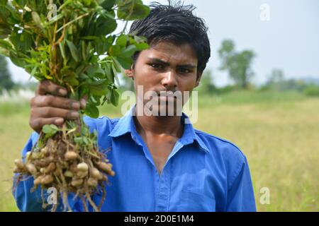 TIKAMGARH, MADHYA PRADESH, INDIA - 20 SETTEMBRE 2020: Ragazzo indiano che tiene fresche arachidi crude con faccia felice nel campo verde. Foto Stock