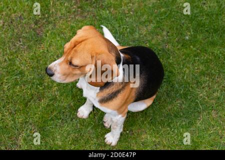 Beagle tricolore cucciolo giocare all'aperto in giardino Foto Stock