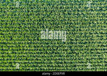 Campo di mais grano sfondo drone vista aerea foto copyspace Foto Stock