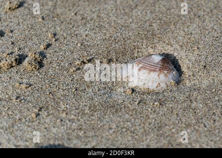 Conchiglie sulla spiaggia di sabbia al sole del mattino con copia spazio (fuoco selettivo) Foto Stock