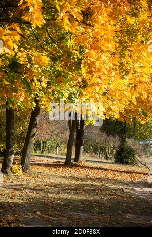 Parco cittadino d'autunno. Foglie gialle sull'albero Foto Stock