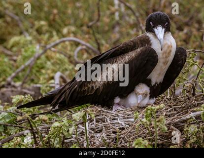 Femmina Frigatebird seduta sul nido con ceci su isole Galapagos. Foto Stock