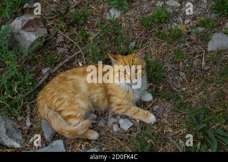 Gatto zenzero sdraiato sull'erba verde Foto Stock