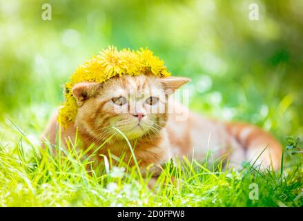 Divertente gattino piccolo zenzero in una corona di fiori di dente di leone giace sull'erba Foto Stock