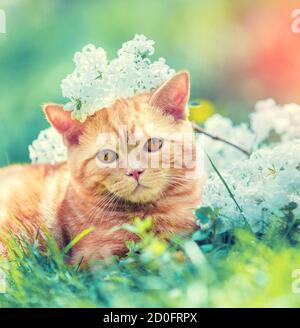 Cat all'aperto in primavera. Carino gatto zenzero rilassante sull'erba con fiori bianchi lilla Foto Stock