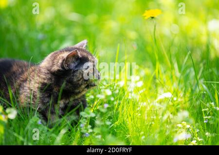 Divertente gattino tortoiseshell giace sull'erba nel giardino primaverile Foto Stock