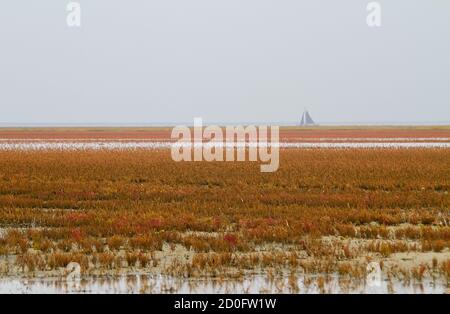 Salmarsh in autunno, campo di vegetazione tollerante al sale, principalmente alghe erbacee e Glasswort, colore rosso all'orizzonte una barca a vela Foto Stock