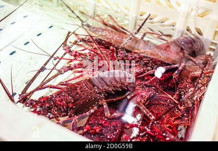 Mucchio di aragoste rosse in una cassa d'acqua Foto Stock