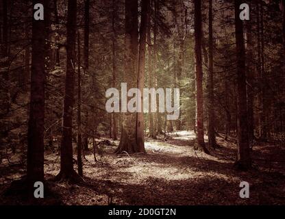 Beautiful mountain forest in summer time Foto Stock