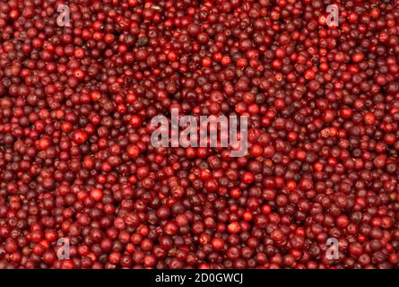 Lingonberry rosso maturo in bulk per la vendita Foto Stock