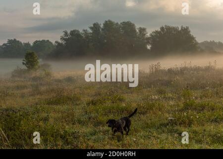 Umore di mattina in un primo giorno di autunno nel Uckermark, Germania Foto Stock