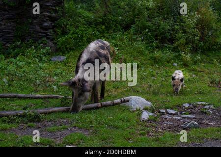 Pascoli di maiale e suino sulla strada. Svaneti, Georgia Foto Stock