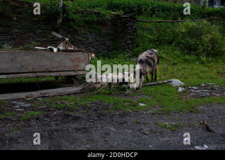 Maiali sulla strada. Svaneti, Georgia Foto Stock