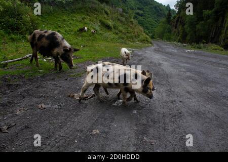 Suino e suinetti pascolano sulla strada. Svaneti, Georgia Foto Stock