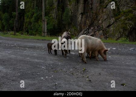 Suino e suinetti pascolano sulla strada. Svaneti, Georgia Foto Stock