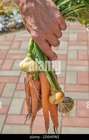 Allevatore che tiene appena raccolto in casa barbabietole biologiche, carote e cipolla nel cortile Foto Stock