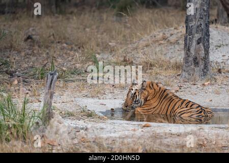 Adulto Tiger maschile selvaggio riposante in waterhole durante il safari serale al parco nazionale di bandhavgarh o riserva della tigre madhya pradesh india - panthera tigris Foto Stock