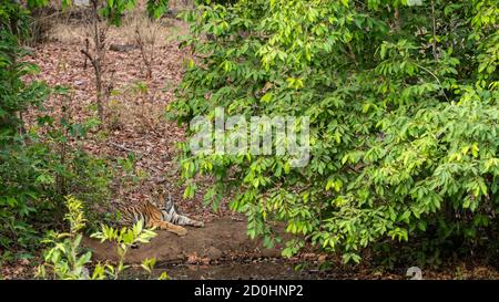 Cucciolo di tigre maschile selvaggio che riposa vicino al corpo dell'acqua durante la sera safari al parco nazionale di bandhavgarh o alla riserva delle tigri madhya pradesh india - panthera tigris Foto Stock