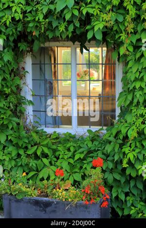 Casa finestra circondata da edera Foto Stock