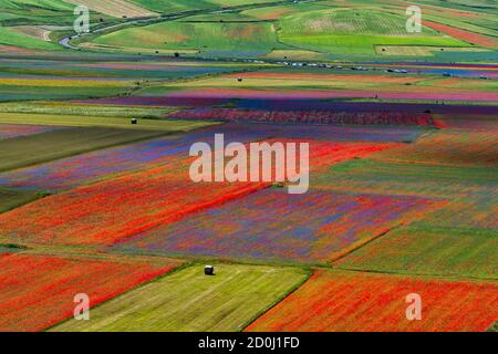 Lenticchie fiorite con papaveri e fiori di mais a Castelluccio di Norcia, parco nazionale dei Monti sibillini, Italia, Europa Foto Stock