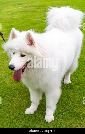 Ritratto di cane samoiò furry in piedi su erba verde Foto Stock