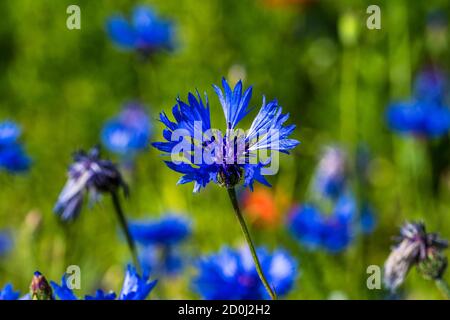 Lenticchie fiorite con papaveri e fiori di mais a Castelluccio di Norcia, parco nazionale dei Monti sibillini, Italia, Europa Foto Stock