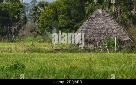 Tradizionale rifugio eco-friendly foglia di cocco isolato in un fresco terreno agricolo naturale in India, Asia Foto Stock