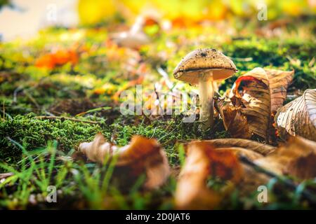 un singolo fungo non commestibile in colorato sfondo di foresta di primavera Foto Stock