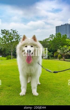 Ritratto verticale del cane sorridente samoyed nel parco Foto Stock