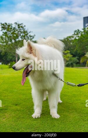 Ritratto di un cane samoiato maturo in piedi nel parco Foto Stock