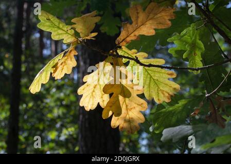 foglie di quercia colorate su twig back acceso fuoco selettivo Foto Stock