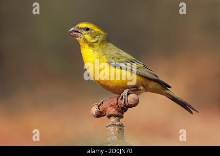 Un maschio giallo canarino (Crithagra flaviventris) appollaiato su un rubinetto, Sudafrica Foto Stock