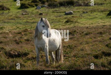 Pony Carneddau, in tarda estate nella catena montuosa del carneddau nel parco nazionale Snowdonia. Foto Stock