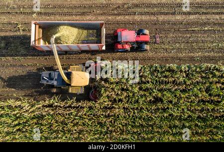 La mietitura del mais, la mietitrebbia, il trinciatore attraversano un campo di mais, l'insilato viene pompato direttamente in un rimorchio, serve come alimentazione animale, abbassamento Foto Stock
