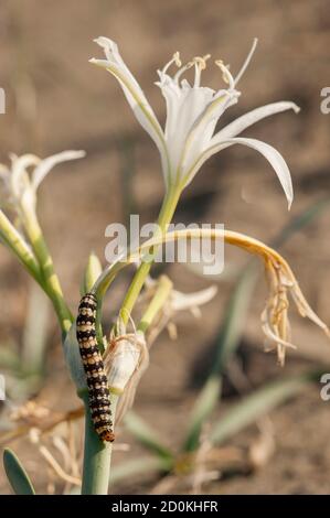 Pancratium maritimum, o daffodil di mare, pianta bulbosa originaria di entrambi i lati della regione mediterranea e Mar Nero con Amaryllis borer, crinum borer Foto Stock