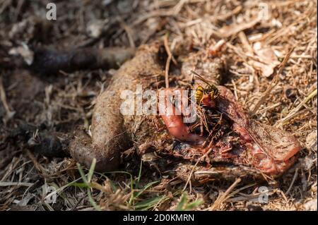 WASP che mangia un rospo morto a terra Foto Stock