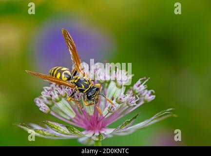 Vespe di carta europea (Polistes dominula) su un fiore di astranatia Foto Stock