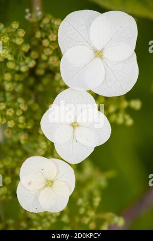 I fiori di quercifolia di hydrangea, foglia di quercia, sono una specie di pianta fiorente originaria del sud-est degli Stati Uniti Foto Stock