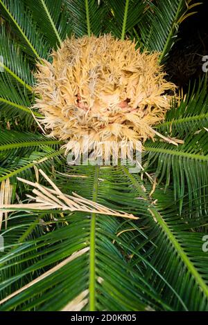 Particolare di Cycas revoluta, re, cicad, palma di sago giapponese, specie di gymnosperm della famiglia Cycadaceae, originaria del Giappone meridionale Foto Stock