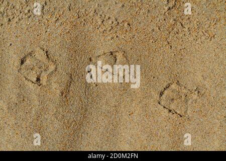 L'impronta di Seagul sulla sabbia Foto Stock