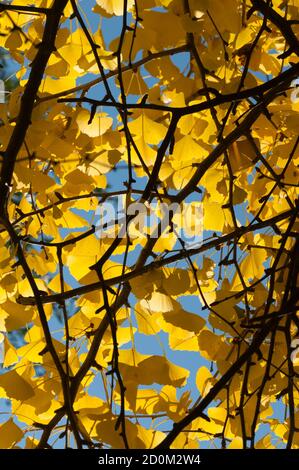 Foglie di ginkgo biloba in autunno, il ginkgo o gingko, albero dei maidenhair, è l'unica specie vivente della divisione Ginkgophyta Foto Stock