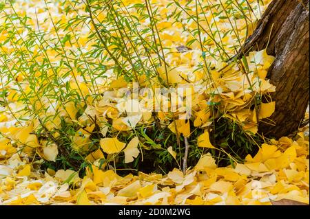 Foglie di ginkgo biloba in autunno, il ginkgo o gingko, albero dei maidenhair, è l'unica specie vivente della divisione Ginkgophyta Foto Stock