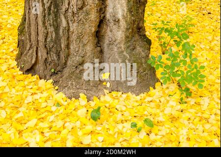 Foglie di ginkgo biloba in autunno, il ginkgo o gingko, albero dei maidenhair, è l'unica specie vivente della divisione Ginkgophyta Foto Stock