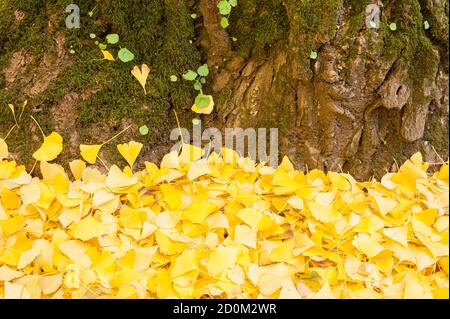 Foglie di ginkgo biloba in autunno, il ginkgo o gingko, albero dei maidenhair, è l'unica specie vivente della divisione Ginkgophyta Foto Stock