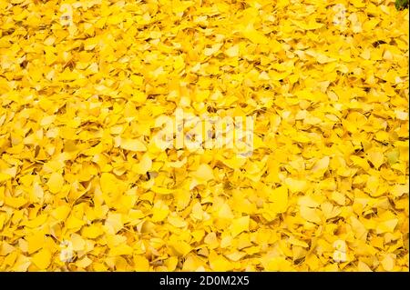 Foglie di ginkgo biloba in autunno, il ginkgo o gingko, albero dei maidenhair, è l'unica specie vivente della divisione Ginkgophyta Foto Stock