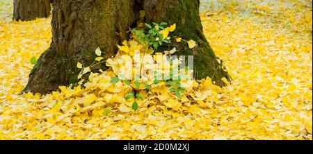 Foglie di ginkgo biloba in autunno, il ginkgo o gingko, albero dei maidenhair, è l'unica specie vivente della divisione Ginkgophyta Foto Stock